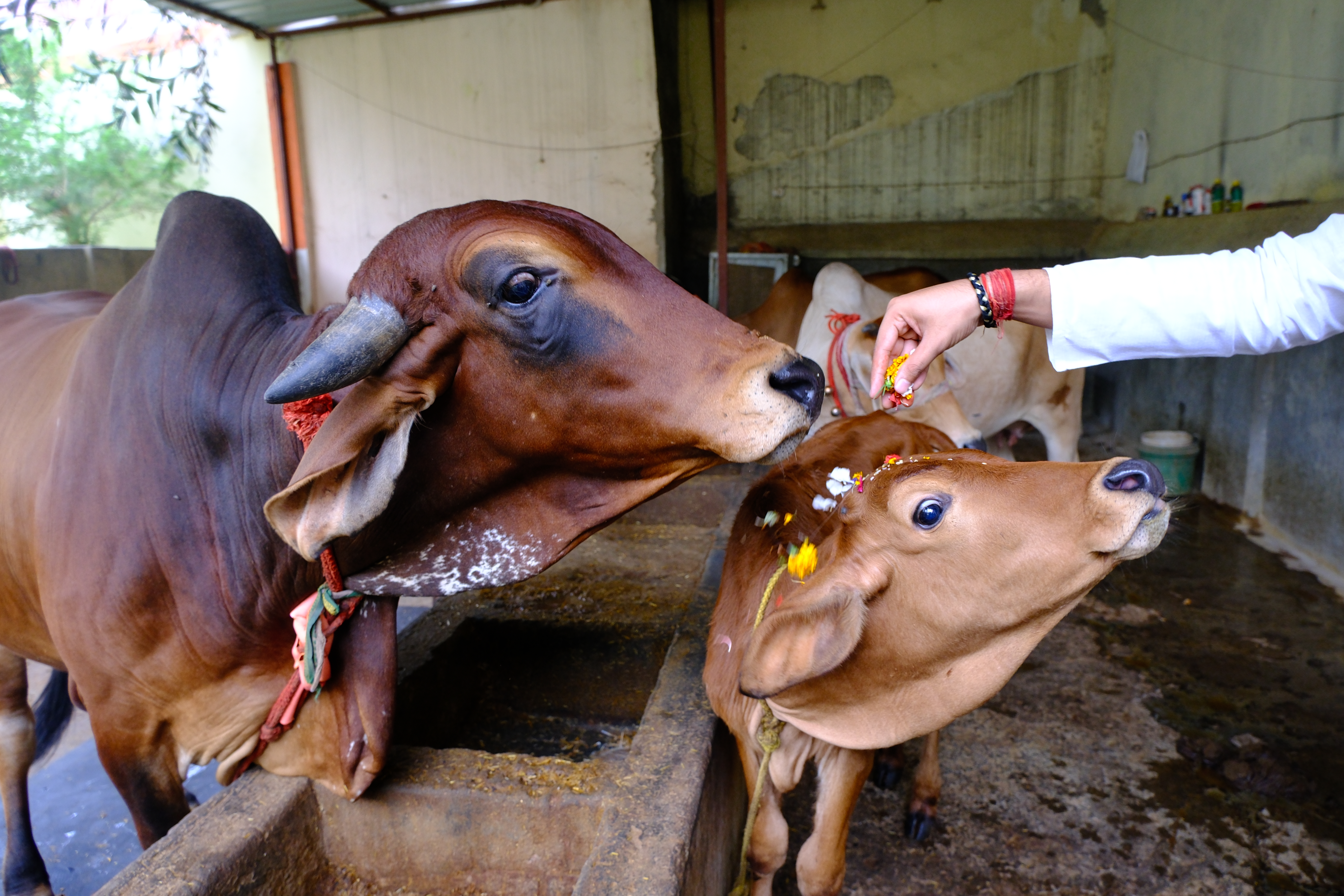 Gopashtami Special Seva