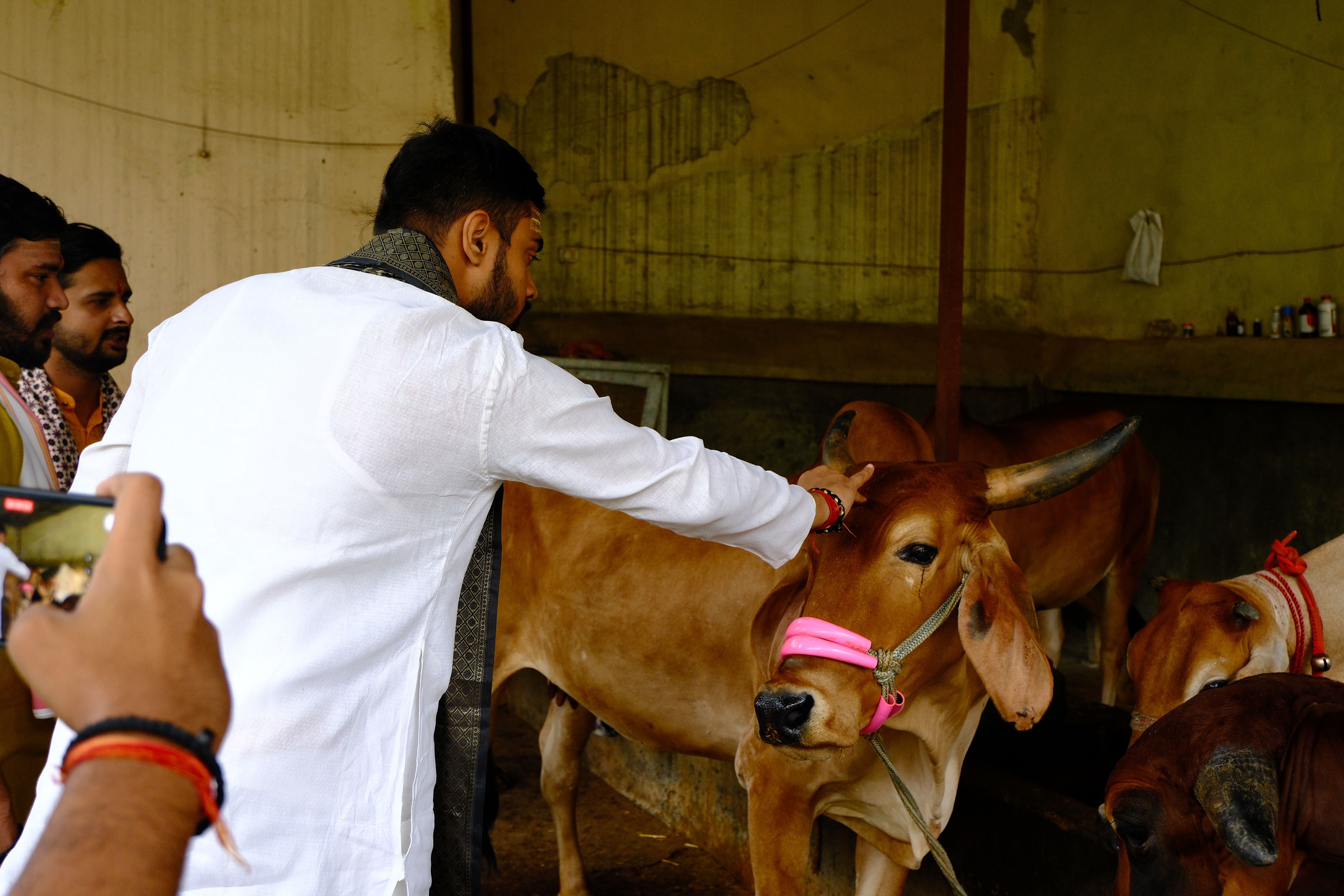Gopashtami Gau Protection