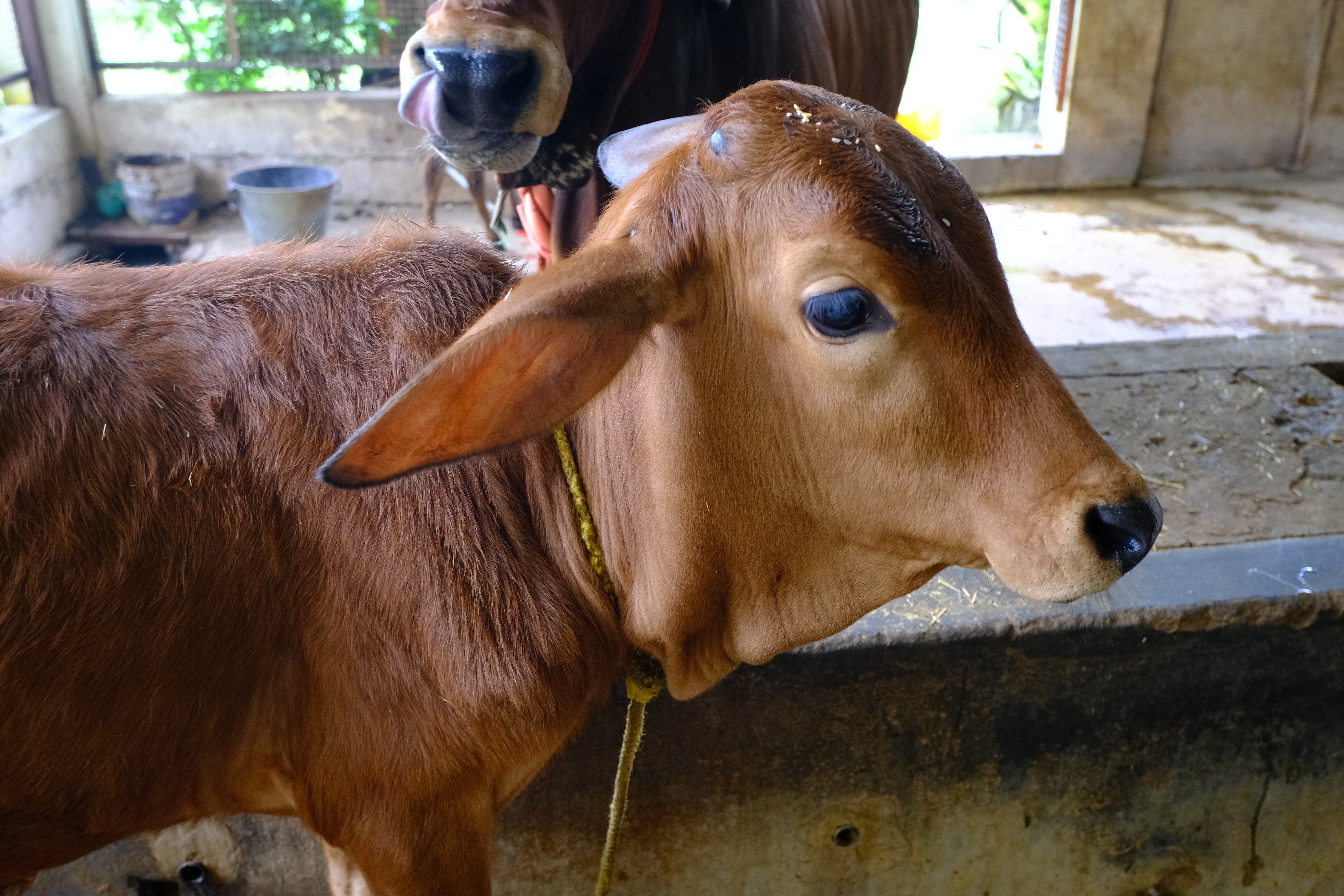 Gau Family Care (Annual)